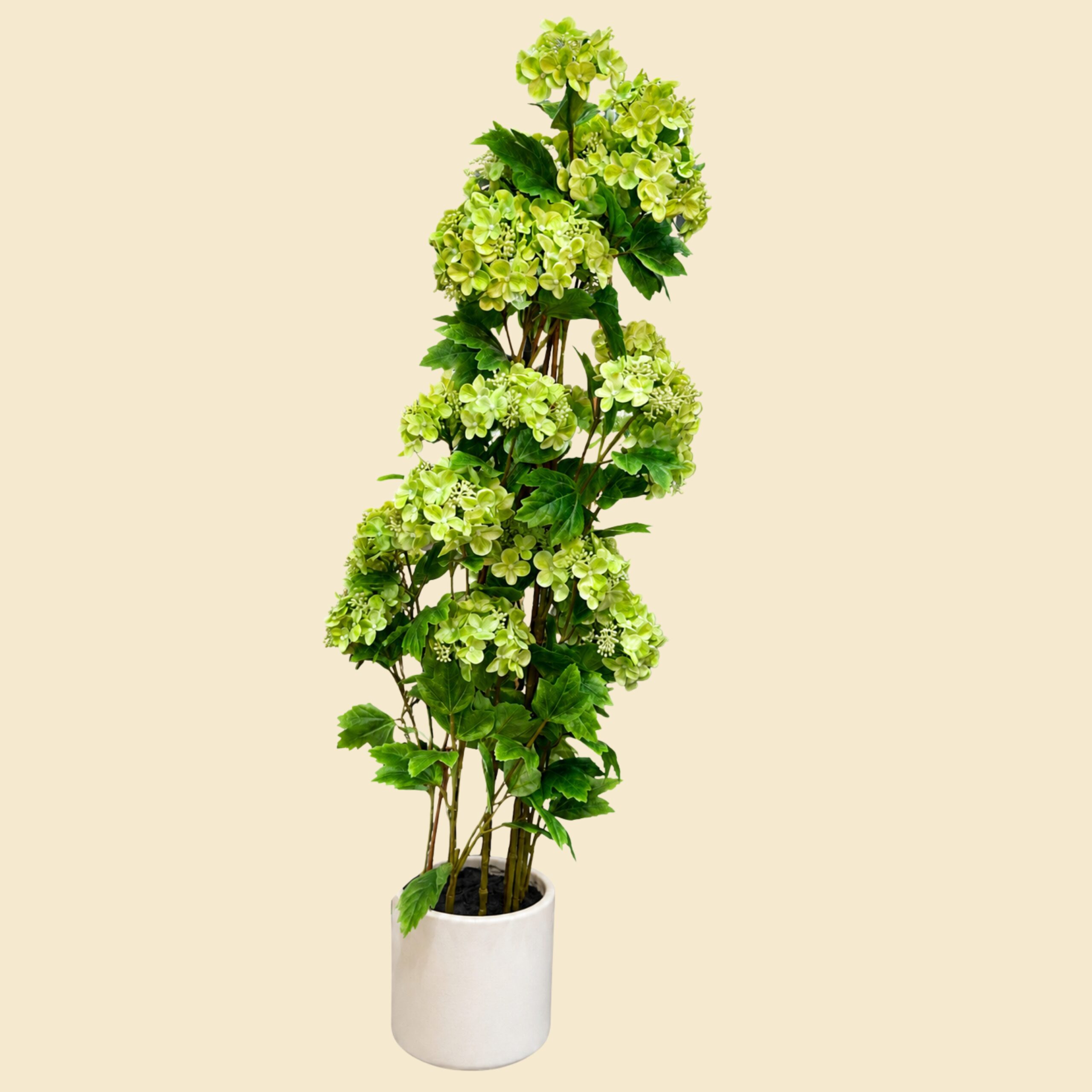 planta-de-hortensias-verdes-c1243.jpg Planta de hortensias verdes - Imagen 1