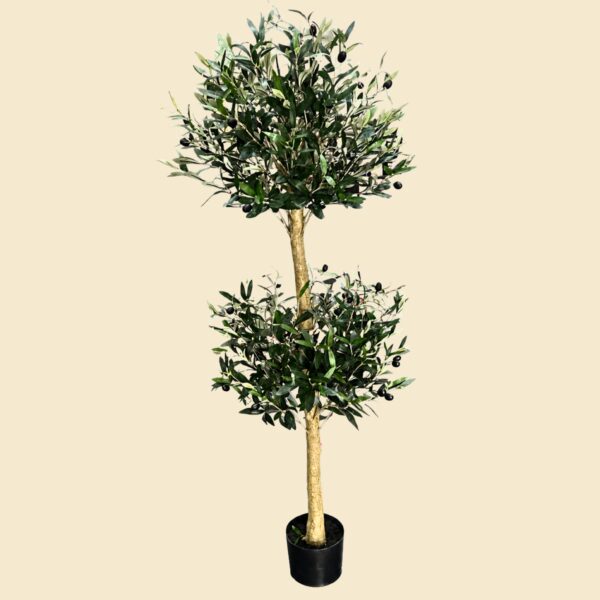 Planta de olivo con doble topiario