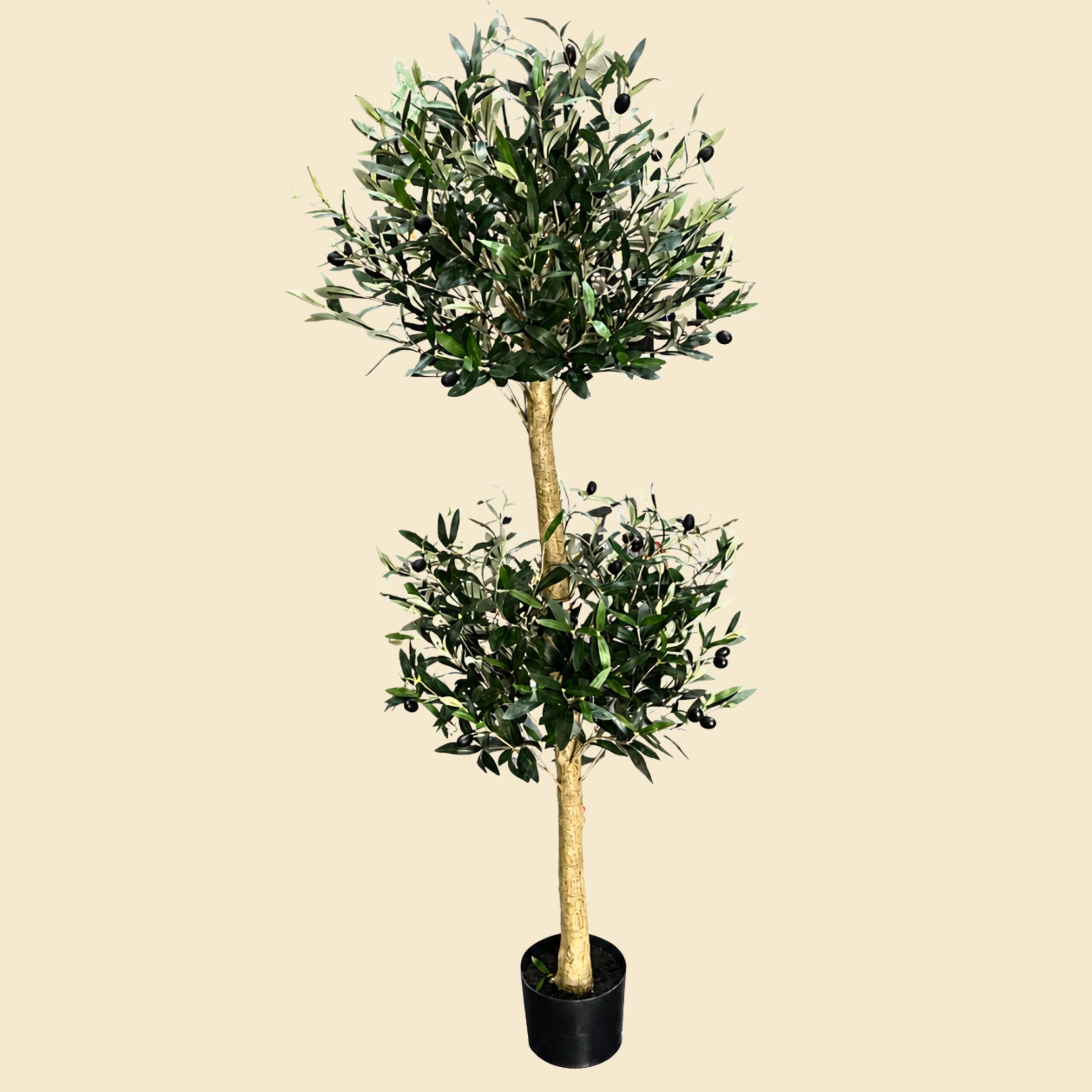 planta-de-olivo-con-doble-topiario-12373.jpg Planta de olivo con doble topiario - Imagen 1