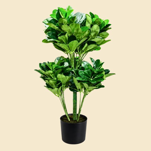 Planta schefflera arboricola