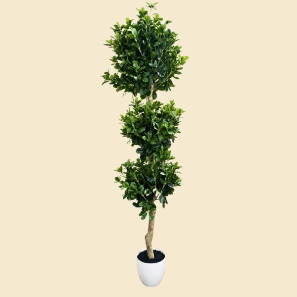 Planta topiario boj de tres circunferencias