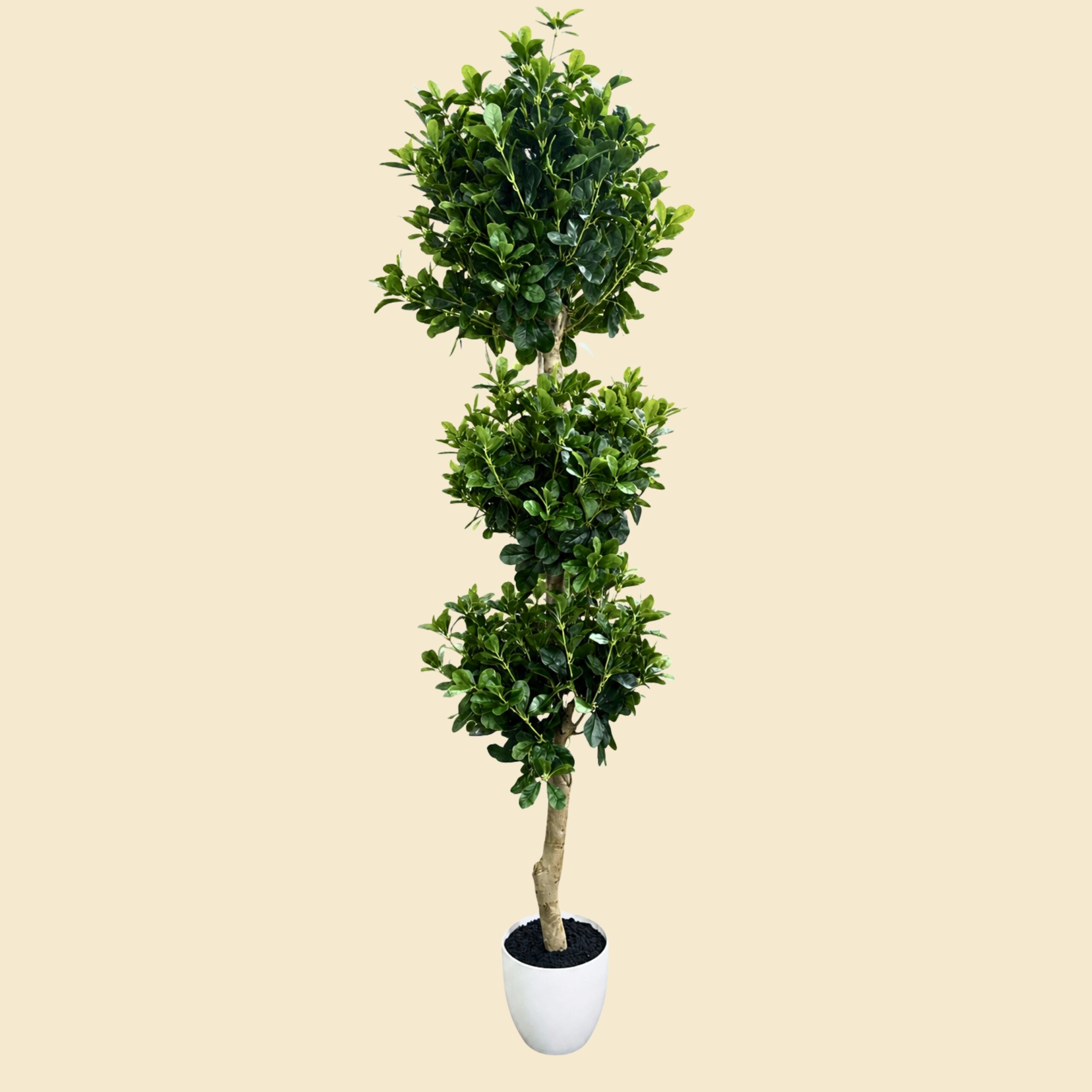 planta-topiario-boj-de-tres-circunferencias-12381.jpg Planta topiario boj de tres circunferencias - Imagen 1